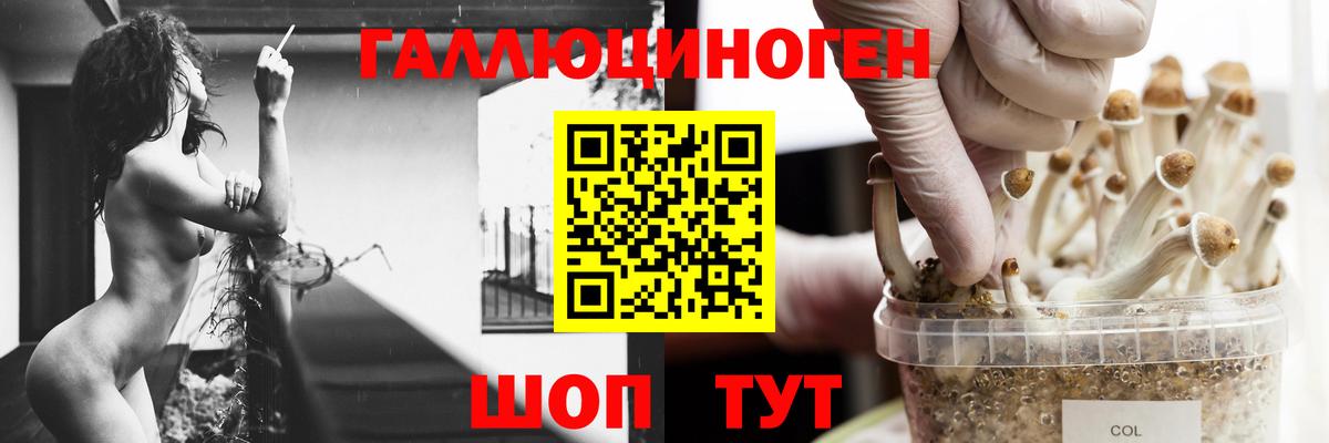 Псилоцибиновые грибы мицелий  Галлюциногенные грибы Psilocybe  купить наркотик  Вход с VPN  Гулькевичи 